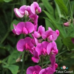 Karışık Renkli Nazende Itırşahi Çiçeği Tohumu (3 Tohum)