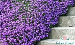 Karışık Renkli Obrizya Çiçeği Tohumu (25 Tohum)