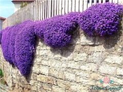 Mor Renkli Obrizya Çiçeği Tohumu (25 Tohum)