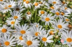 Papatya Çiçeği Tohumu (50 Tohum)