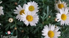 Papatya Çiçeği Tohumu (50 Tohum)