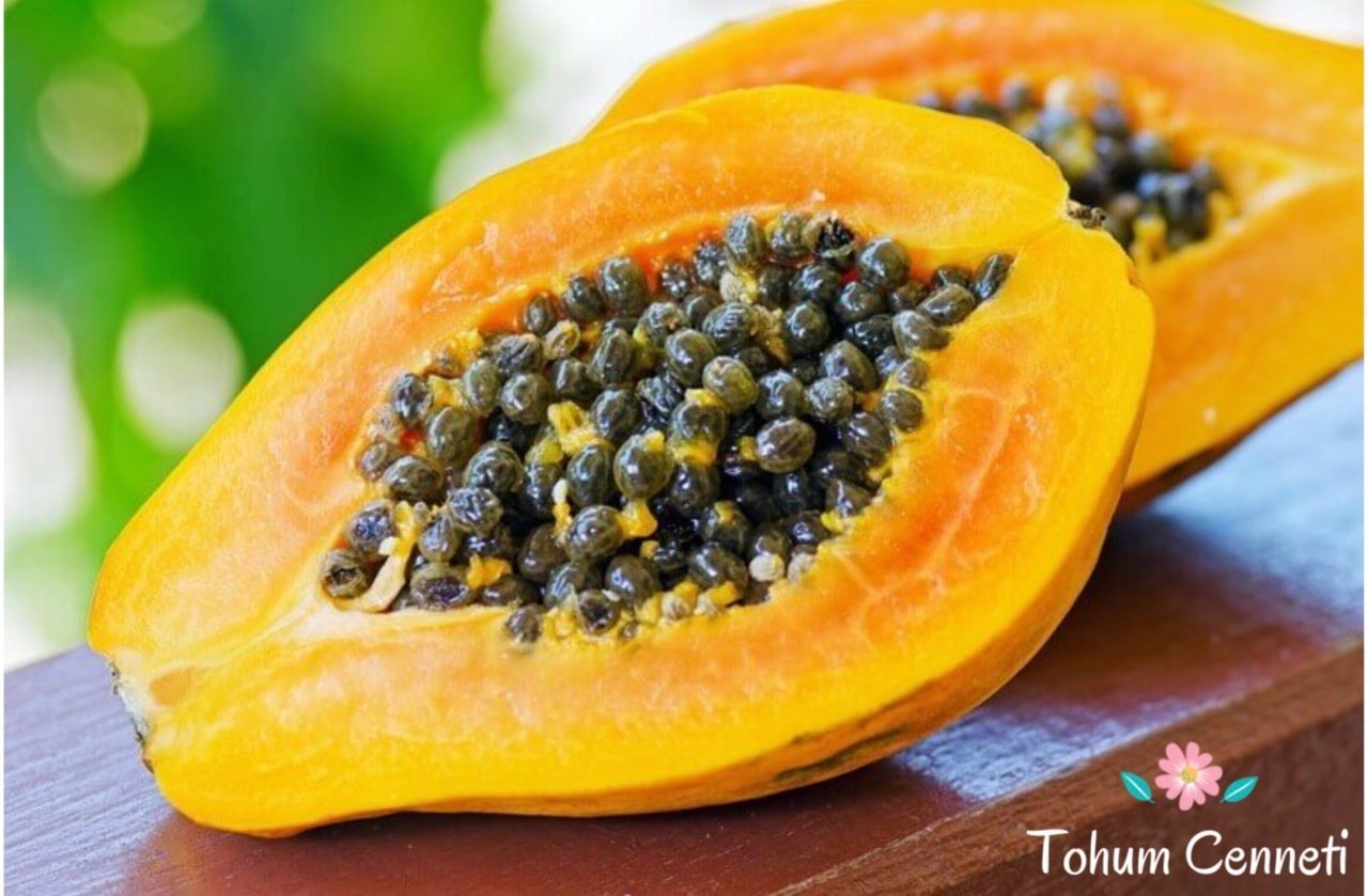 Papaya(Ağaç Kavunu) Tohumu (5 Tohum)