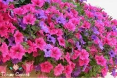 Karışık Renkli Petunya Çiçeği Tohumu (200 Tohum)