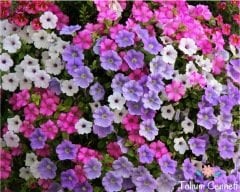 Karışık Renkli Petunya Çiçeği Tohumu (200 Tohum)