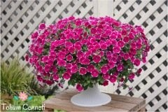 Karışık Renkli Petunya Çiçeği Tohumu (200 Tohum)