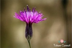 Karışık Renkli Peygamber Çiçeği Tohumu (50 Tohum)