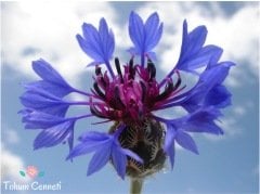 Karışık Renkli Peygamber Çiçeği Tohumu (50 Tohum)