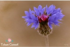 Karışık Renkli Peygamber Çiçeği Tohumu (50 Tohum)