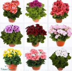 Karışık Renkli Sardunya Çiçeği Tohumu (5 Tohum)