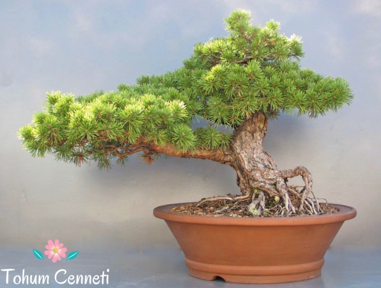 Bonsaiye Uygun Sarıçam Tohumu (10 Tohum)