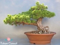 Bonsaiye Uygun Sarıçam Tohumu (10 Tohum)