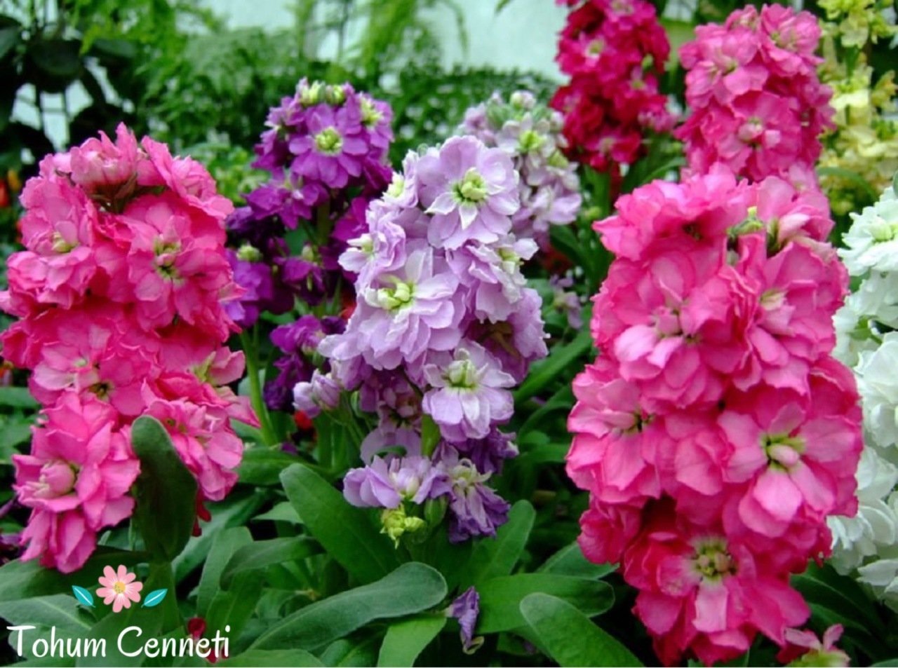 Karışık Renkli Şebboy Çiçeği Tohumu (30 Tohum)