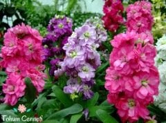 Karışık Renkli Şebboy Çiçeği Tohumu (30 Tohum)