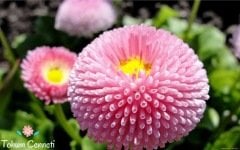 Karışık Renkli Şeker Tabağı (Çayır Papatyası) Çiçeği Tohumu (50 Tohum)