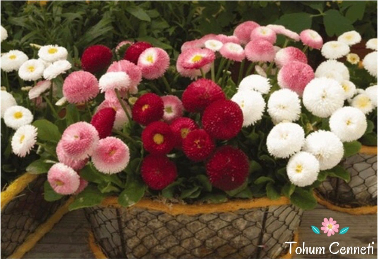 Karışık Renkli Şeker Tabağı (Çayır Papatyası) Çiçeği Tohumu (50 Tohum)