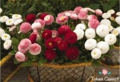 Karışık Renkli Şeker Tabağı (Çayır Papatyası) Çiçeği Tohumu (50 Tohum)