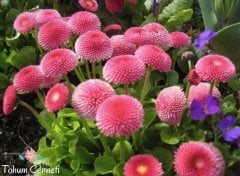 Karışık Renkli Şeker Tabağı (Çayır Papatyası) Çiçeği Tohumu (50 Tohum)