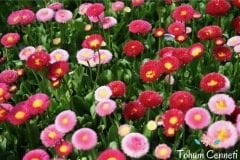 Karışık Renkli Şeker Tabağı (Çayır Papatyası) Çiçeği Tohumu (50 Tohum)