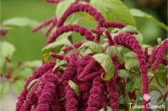 Sarkan Kırmızı Renkli Tilki Kuyruğu Çiçeği Tohumu (100 Tohum)