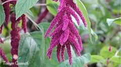 Sarkan Kırmızı Renkli Tilki Kuyruğu Çiçeği Tohumu (100 Tohum)