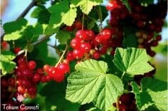 Doğal Kırmızı Frenk Üzümü Tohumu (10 Tohum)