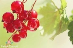 Doğal Kırmızı Frenk Üzümü Tohumu (10 Tohum)