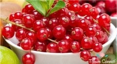 Doğal Kırmızı Frenk Üzümü Tohumu (10 Tohum)