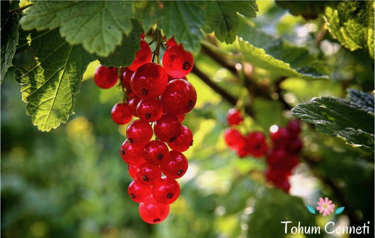 Doğal Kırmızı Frenk Üzümü Tohumu (10 Tohum)