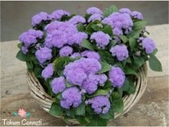 Mavi Vapur Dumanı Çiçeği Tohumu (100 Tohum)