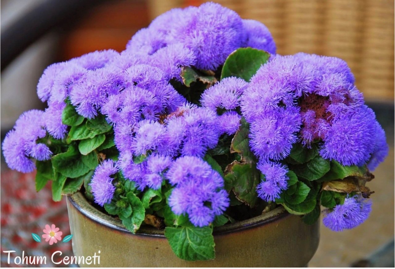 Mavi Vapur Dumanı Çiçeği Tohumu (100 Tohum)