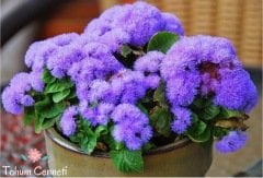 Mavi Vapur Dumanı Çiçeği Tohumu (100 Tohum)