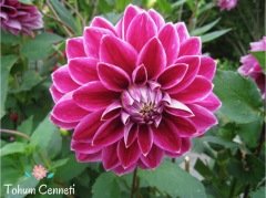 Karışık Renkli Dahlia Yıldız Çiçeği Tohumu (5 Tohum)