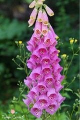 Karışık Renkli Yüksük Otu Çiçeği Tohumu (100 Tohum)