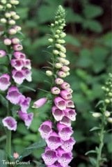 Karışık Renkli Yüksük Otu Çiçeği Tohumu (100 Tohum)