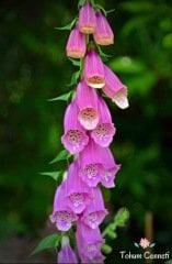 Karışık Renkli Yüksük Otu Çiçeği Tohumu (100 Tohum)