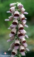 Karışık Renkli Yüksük Otu Çiçeği Tohumu (100 Tohum)