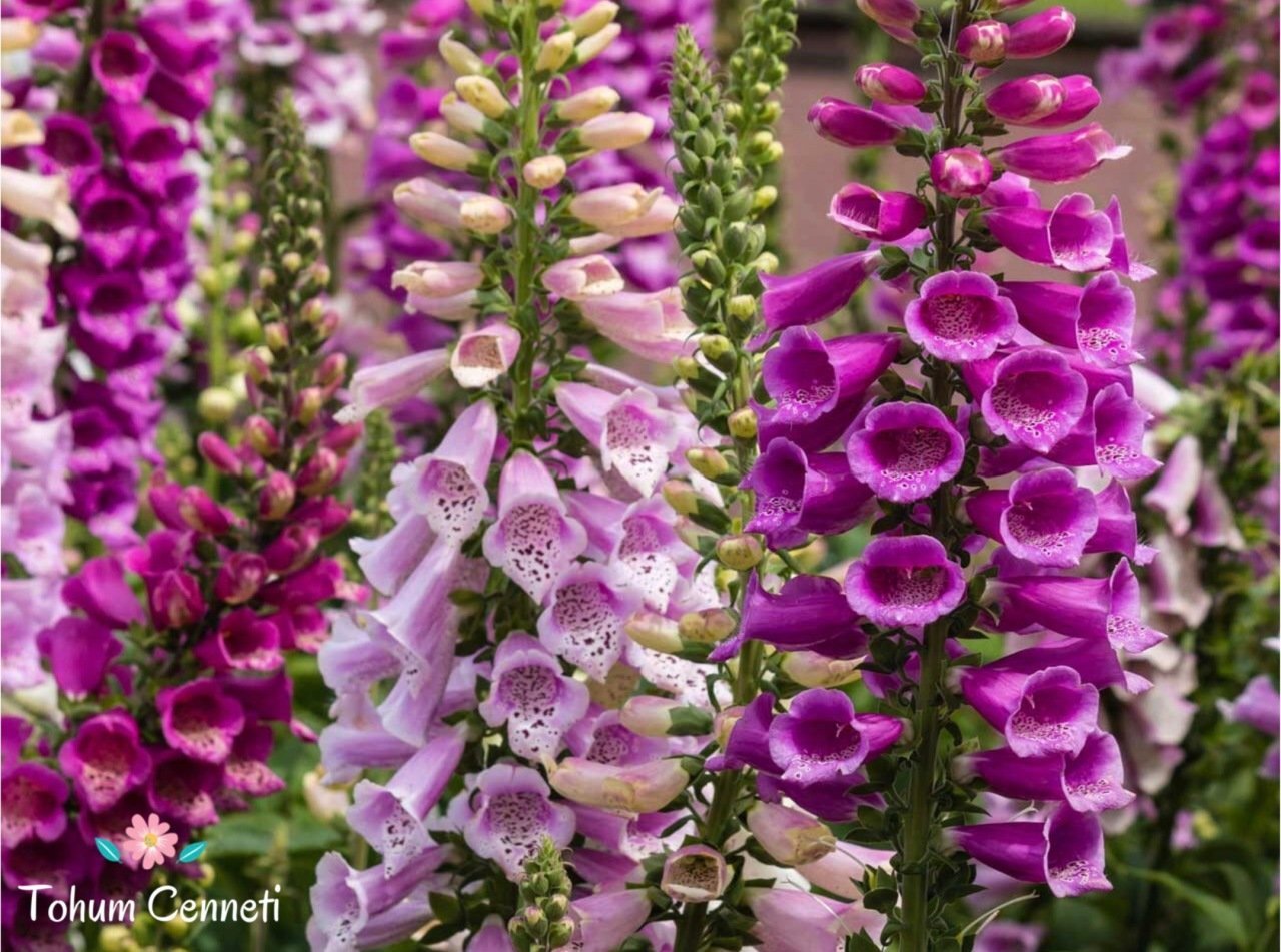 Karışık Renkli Yüksük Otu Çiçeği Tohumu (100 Tohum)