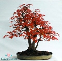Kırmızı Akçaağaç Bonsai Tohumu (3 Tohum)