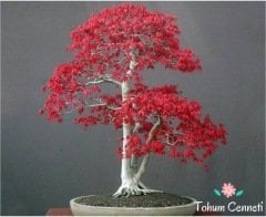 Kırmızı Akçaağaç Bonsai Tohumu (3 Tohum)