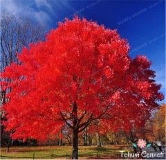 Kırmızı Yapraklı Japon Akçaağaç Tohumu (3 Tohum)