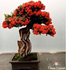 Bodur Ateş Dikeni Bonsai İçin Uygun Bitki Tohumu (10 Tohum)