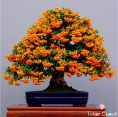Bodur Ateş Dikeni Bonsai İçin Uygun Bitki Tohumu (10 Tohum)