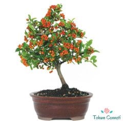 Bodur Ateş Dikeni Bonsai İçin Uygun Bitki Tohumu (10 Tohum)