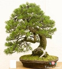 Doğal Kızılçam Tohumu (5 Tohum)