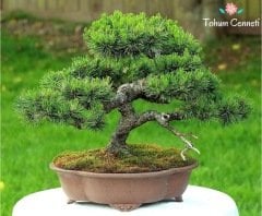 Doğal Kızılçam Tohumu (5 Tohum)