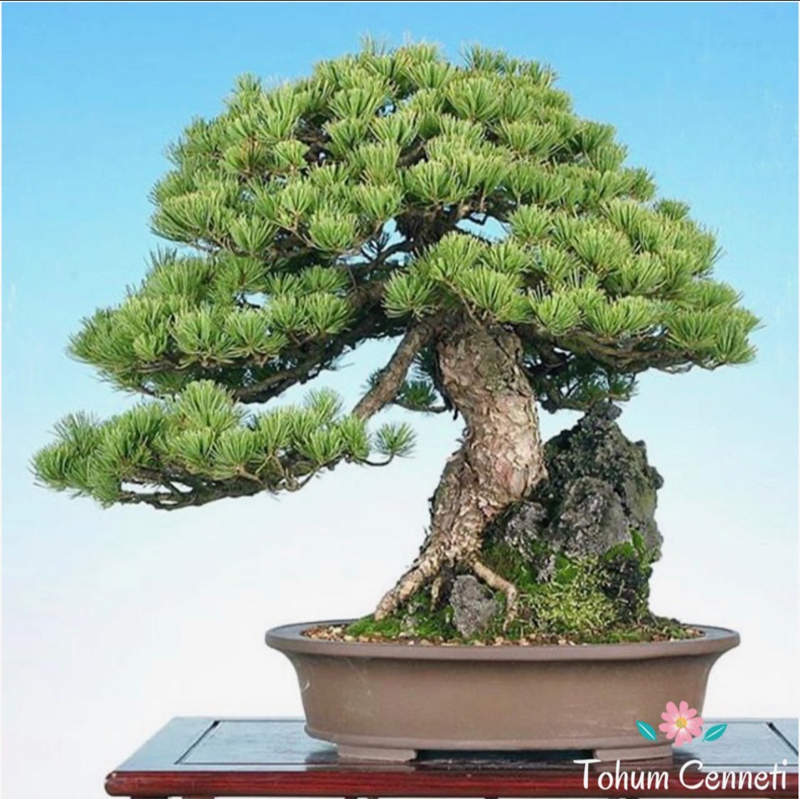 Doğal Kızılçam Tohumu (5 Tohum)