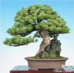 Doğal Kızılçam Tohumu (5 Tohum)