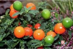 Solanum Kudüs Kirazı Tohumu (10 Tohum)