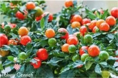 Solanum Kudüs Kirazı Tohumu (10 Tohum)