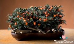 Solanum Kudüs Kirazı Tohumu (10 Tohum)